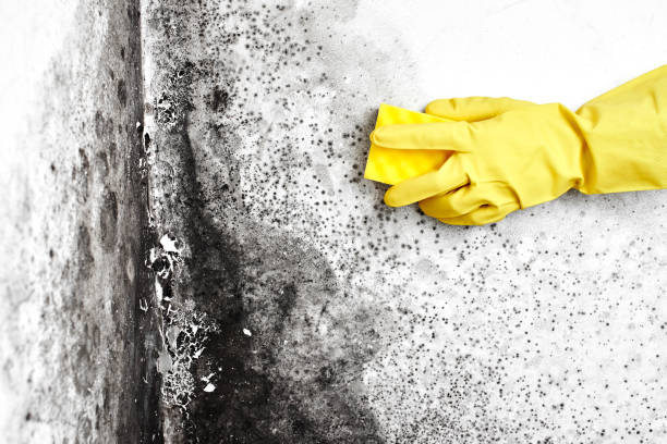Best Professional Mold Removal  in Saddle Rock, NY