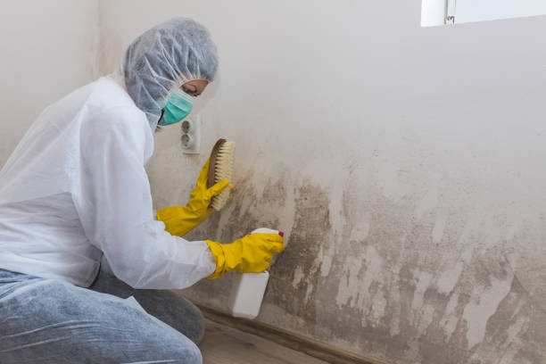 Best Attic Mold Removal  in Saddle Rock, NY