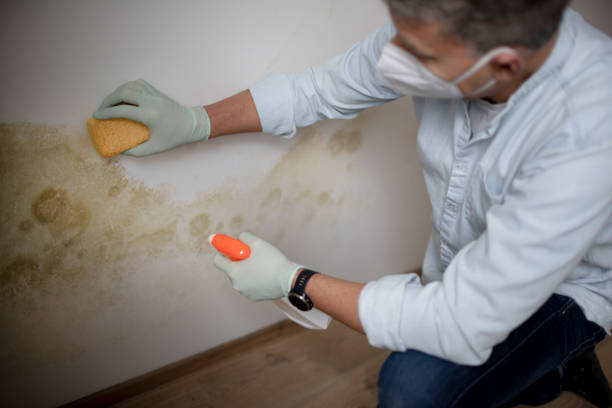 Best Mold Removal Company Near Me  in Saddle Rock, NY