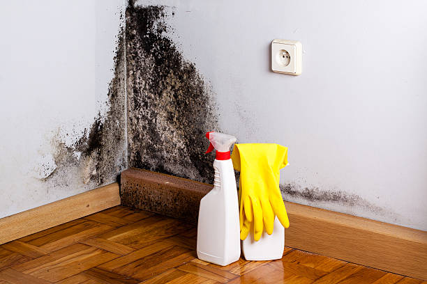 Best Crawl Space Mold Removal  in Saddle Rock, NY
