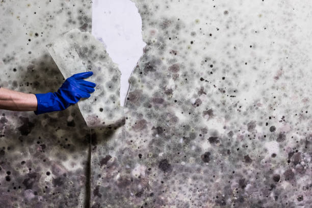 Best Office Mold Removal Services  in Saddle Rock, NY