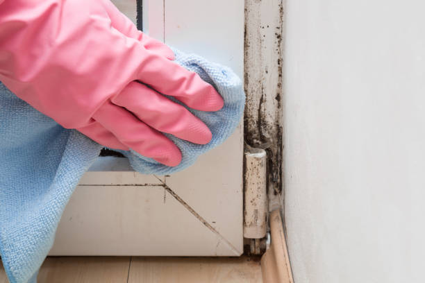 Best Attic Mold Removal  in Saddle Rock, NY