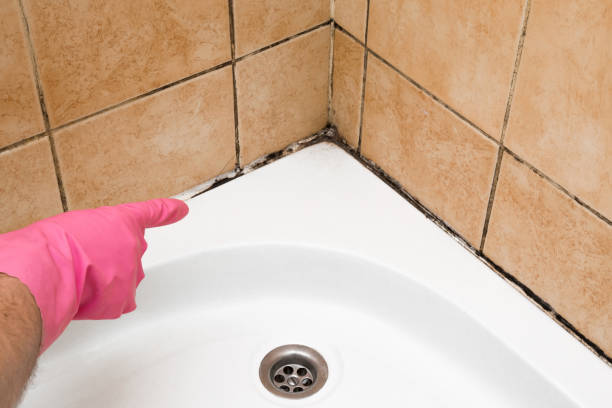Best Commercial Mold Removal  in Saddle Rock, NY